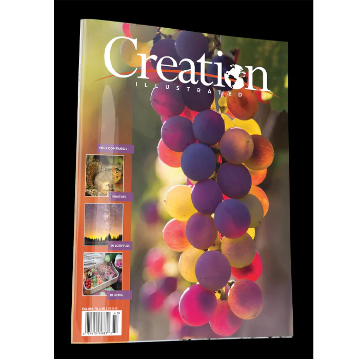 Clearance - Creation Illustrated Fall 2024